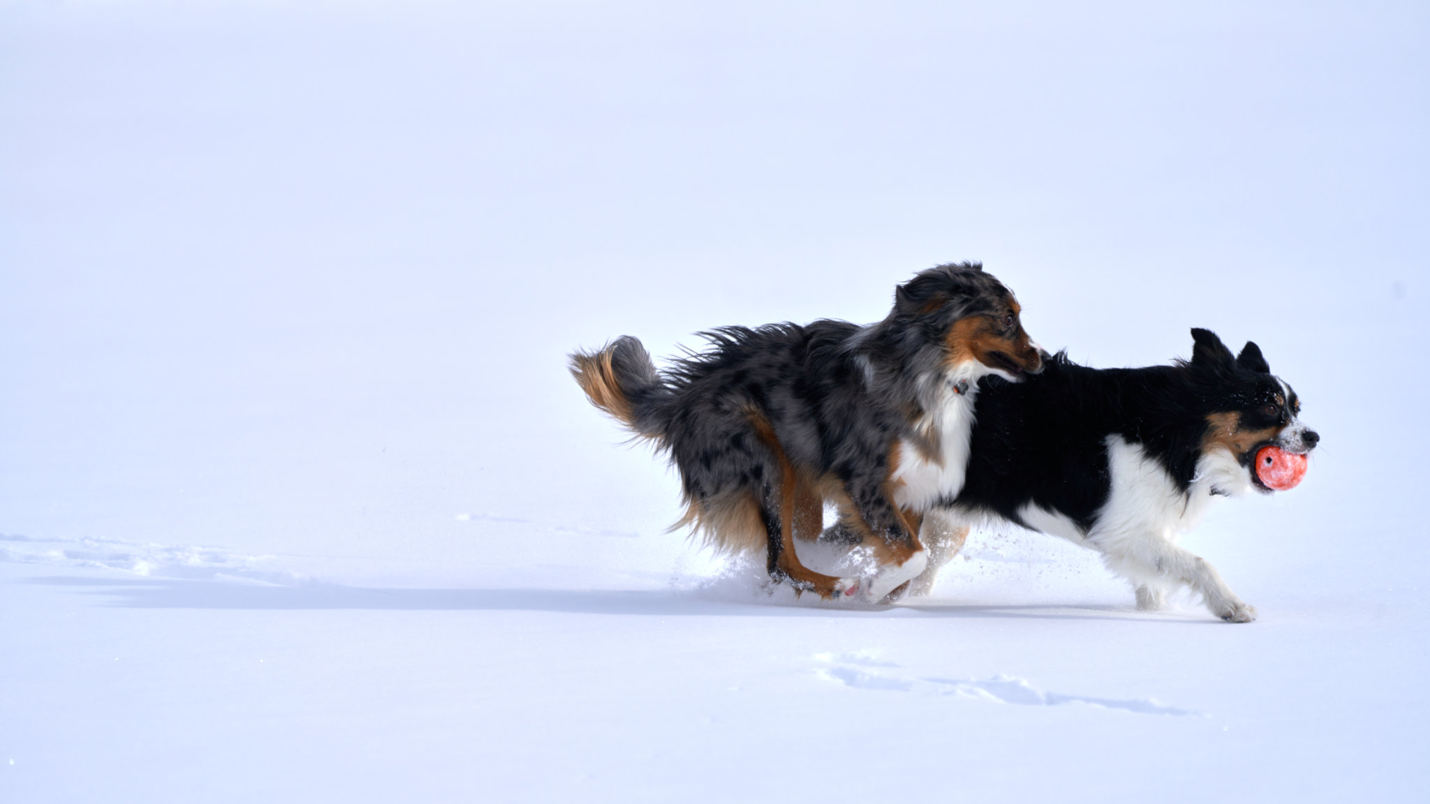 Snow Race